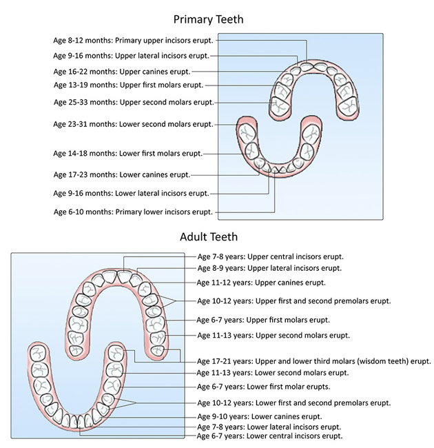 tooth eruption chart